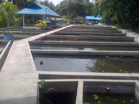 persiapan kolam dan cara budidaya ikan lele yang efisien persiapan kolam dan cara budidaya ikan lele yang efisien